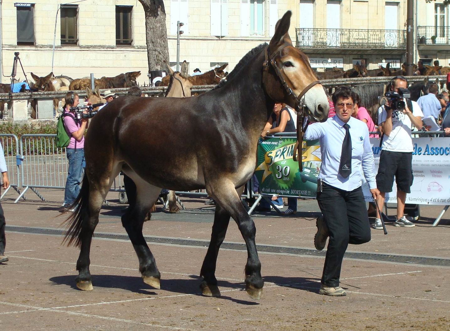 Mule-Poitevine.jpg