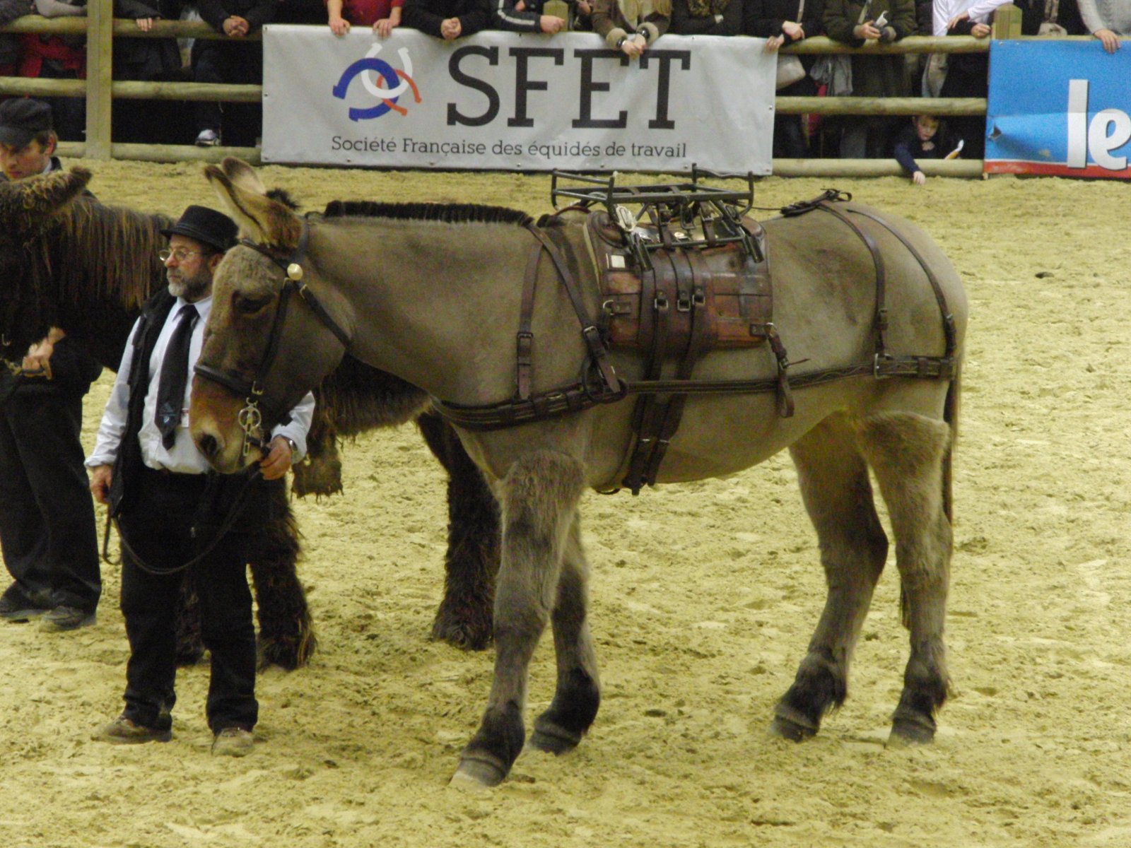 Mule-poitevine_SDA2013.jpg