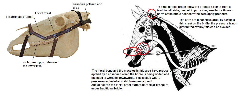 multibridle.jpg