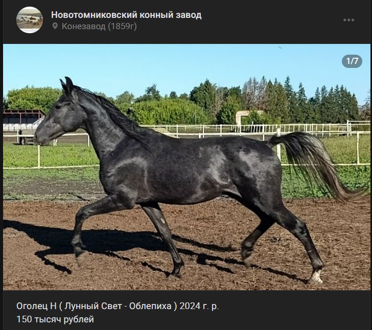 Н1.JPG