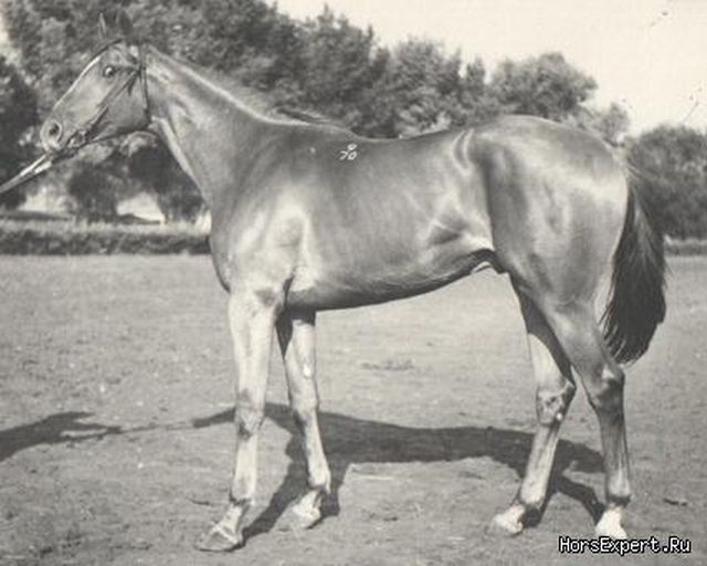 Nabor-9-70-1.jpg