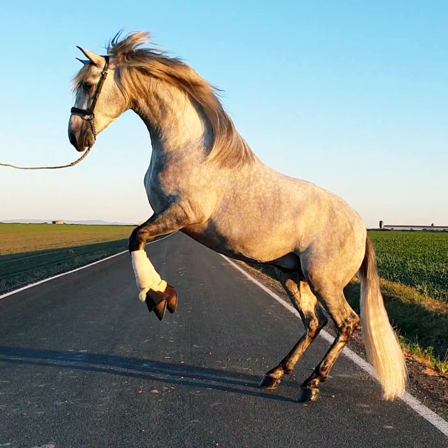 NAVIERO LA APARECIDA (2).jpeg