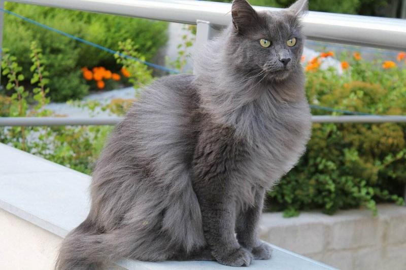 nebelung-02.jpg