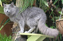 Nebelung_Male,_Aleksandr_van_Song_de_Chine.jpg