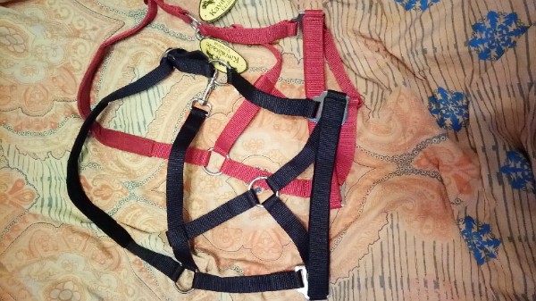 недоуздки велюр.jpg