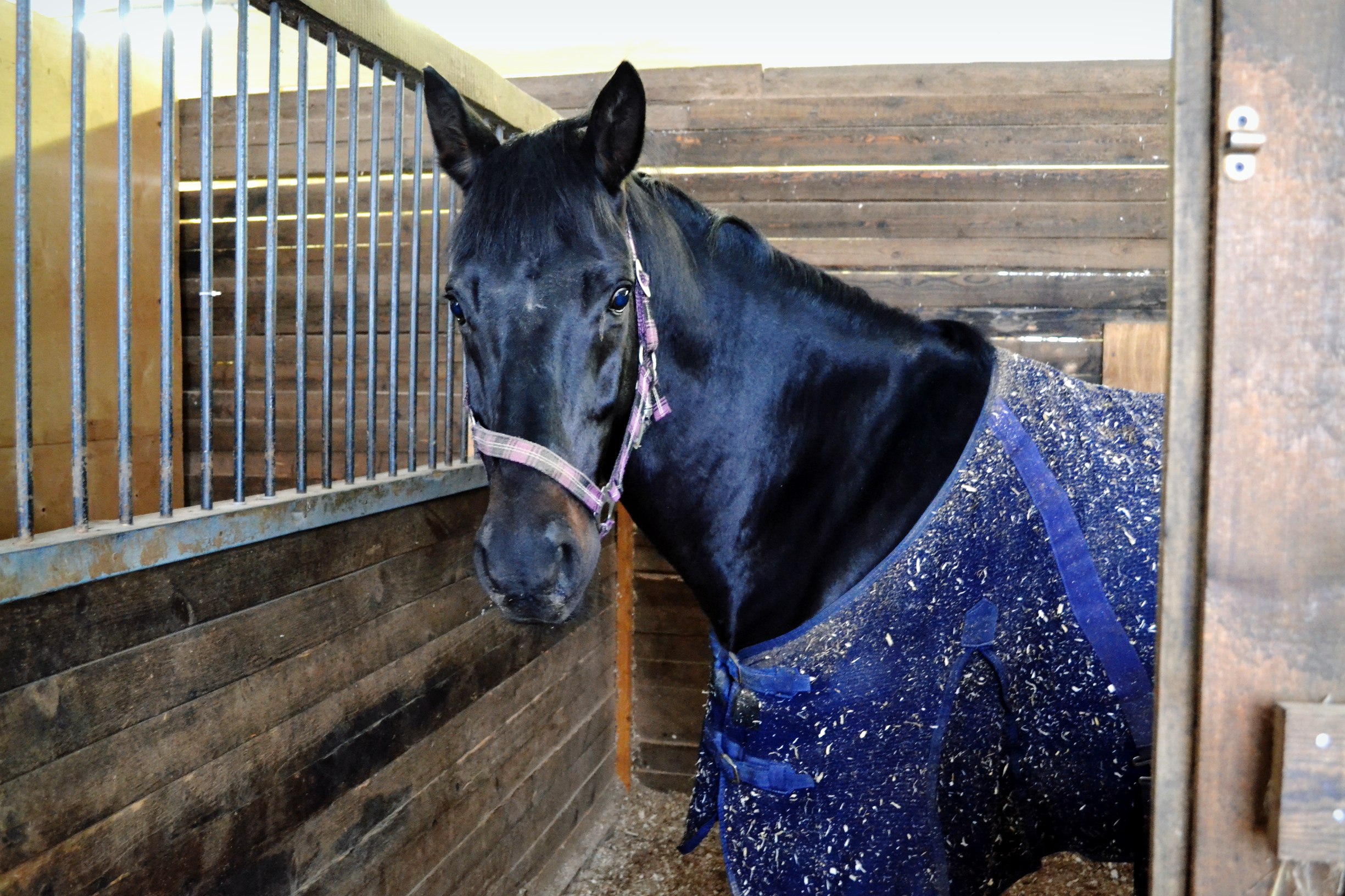 нестираная попона.jpg