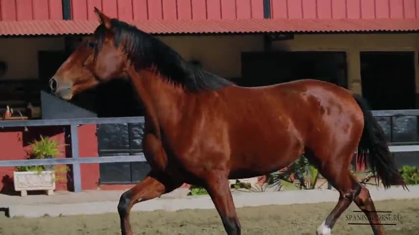 Nevada CLXXII PRE перспективная в выездку (480p)_1100.jpg