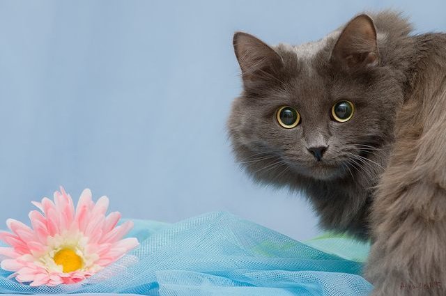 nibelung_cat.jpg