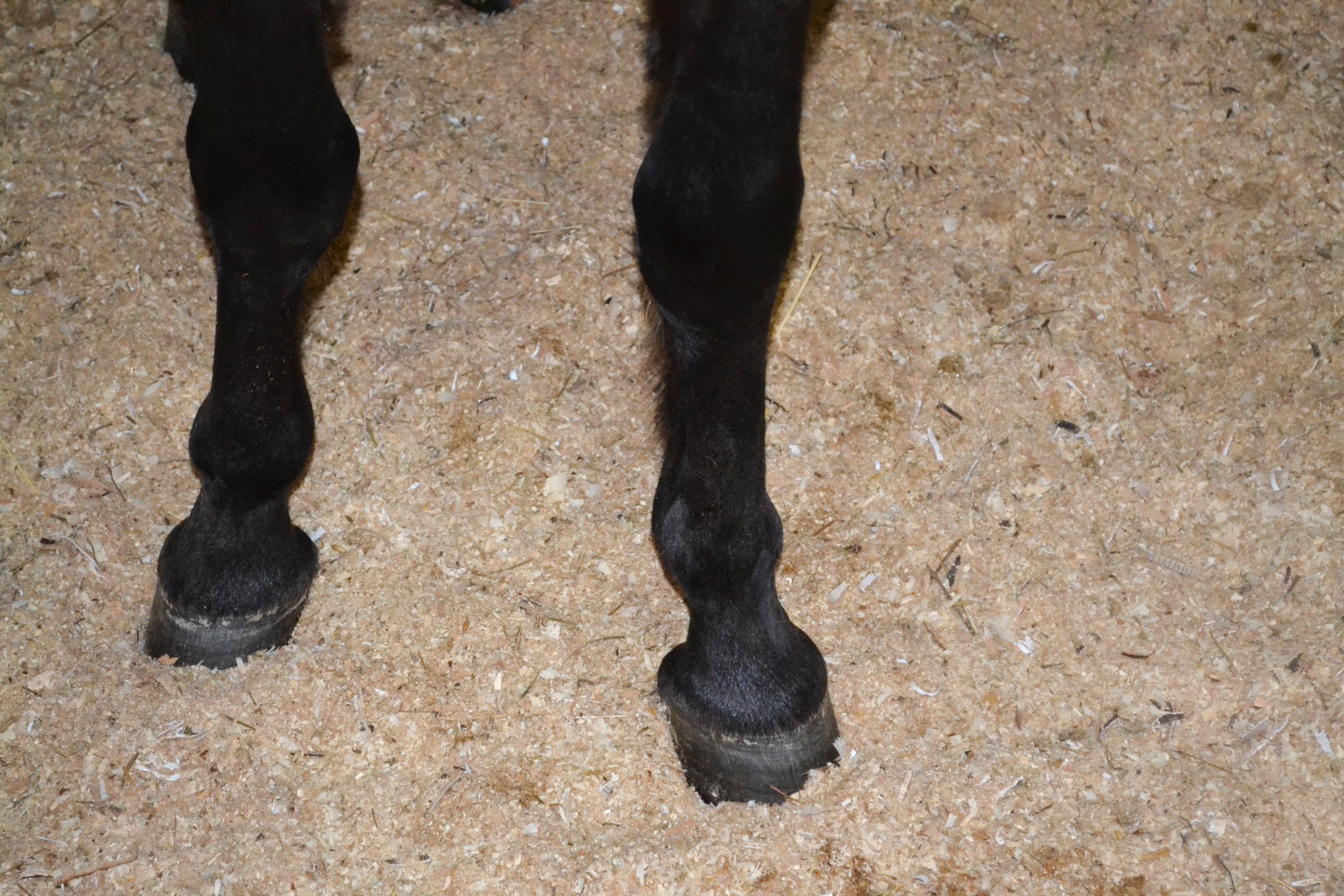 Ноги в опилках.jpg