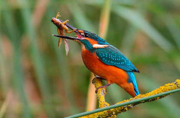 non_fish_prey_in_the_diet_of_common_kingfisher_1_600.jpg