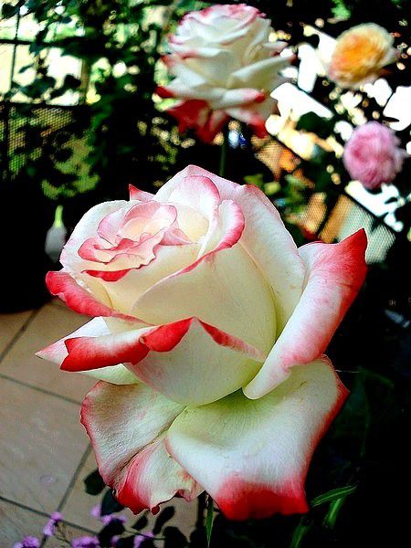 ob_6aba05_rose-imperatrice-farah-delivour-delbar.jpg