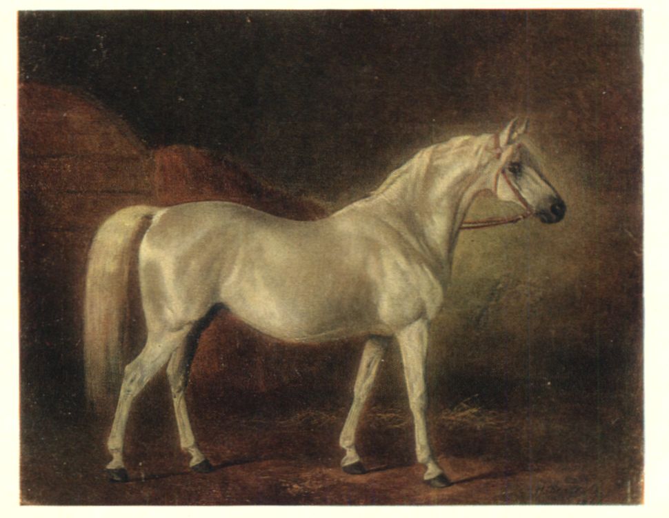 Обеян-Серебряный, светло-серый арабский жеребец. 1860 г.jpg