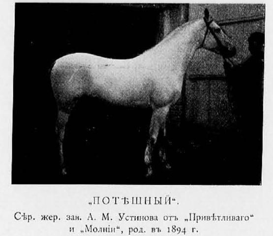 Орловский рысак Потешный от Приветливого и Молнии 1894 г.р. завода Устиновых А. М. и Н. Н..jpg