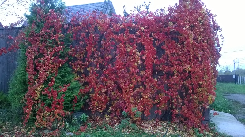 Осенний виноград.jpg