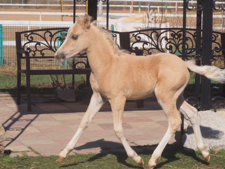 P1010288 - копия (2).JPG