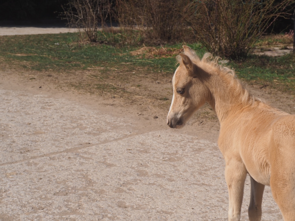 P1010409 - копия.JPG