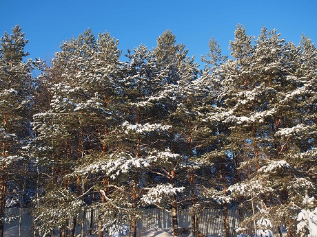 P1013690.jpg