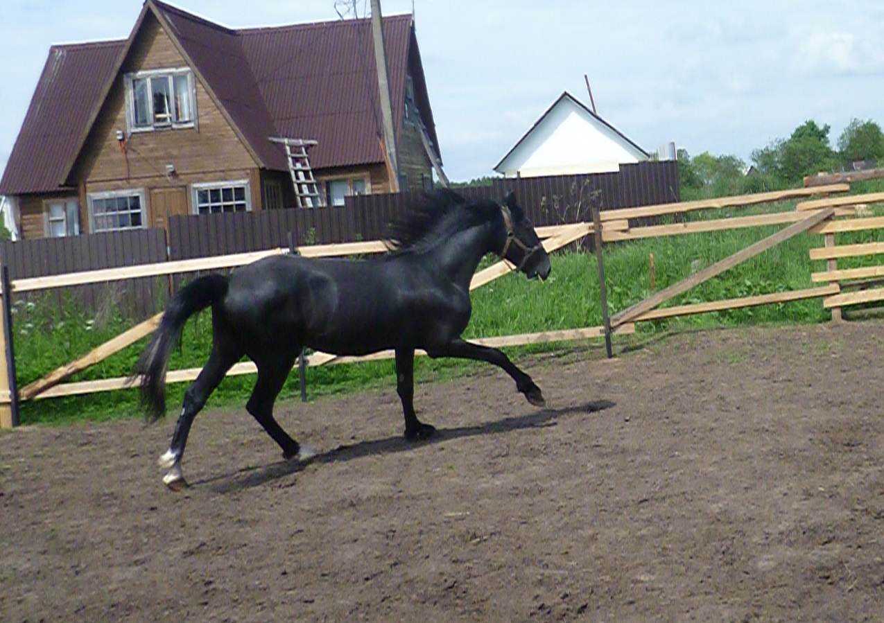 P1050869 - копия.JPG