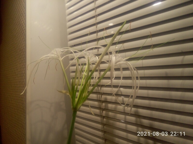 P10803-221116.jpg