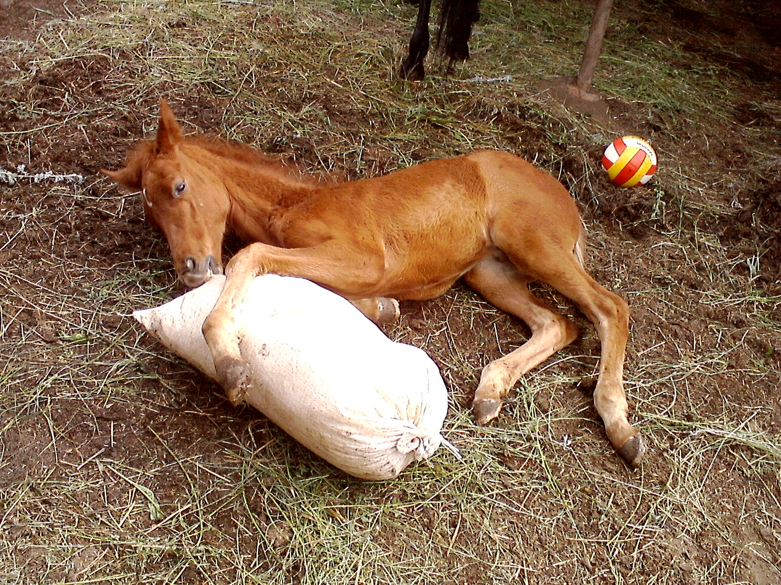 P20-06-13_16.08.jpg