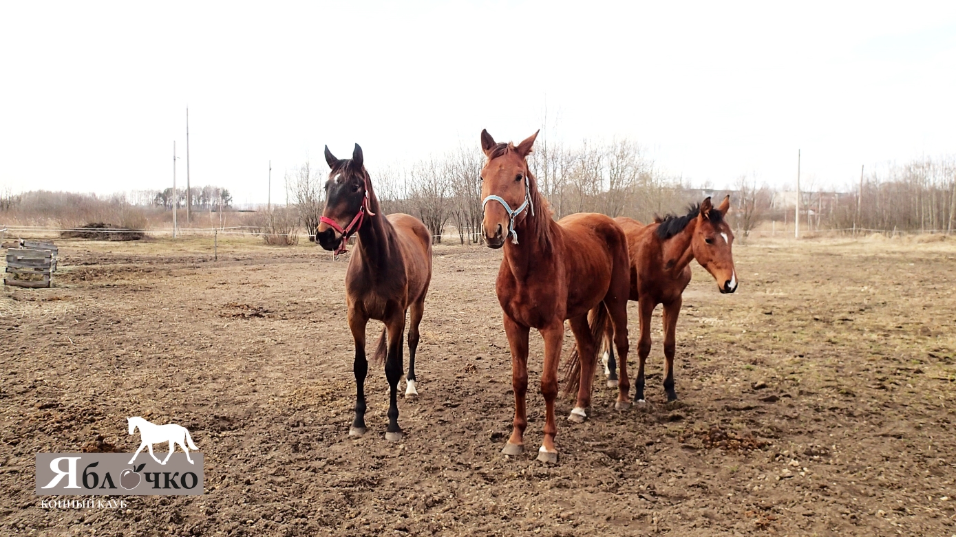 P3211079 copy - копия.jpg