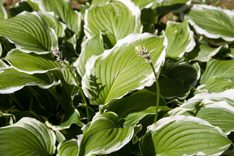 P_3736.jpg