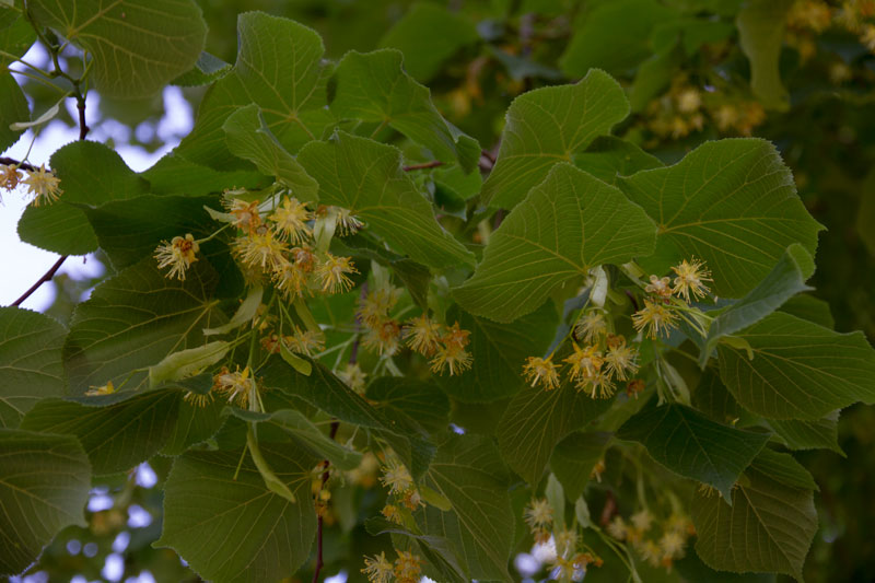 P_3738.jpg