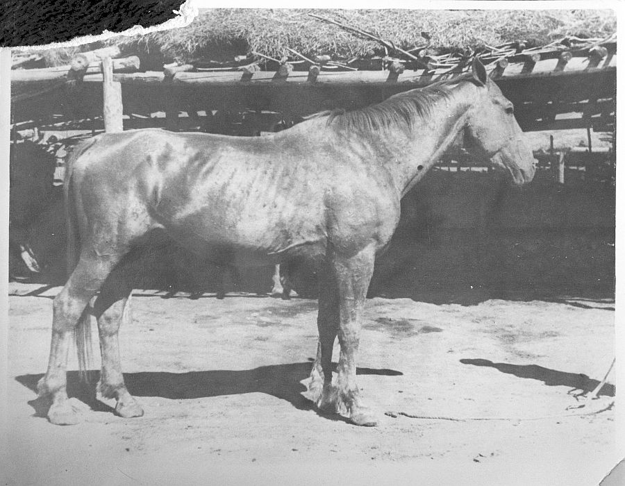 Паддок, дон. рыж. 1928 г. (Пион - Динора от Дарьяла) завезен в 1935 г. Фото 1948 г.jpg