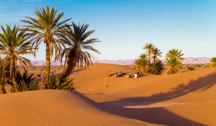 palmiers-desert-sud-marocain.jpg