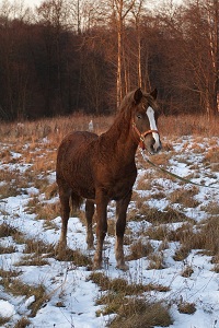 Памка0001.jpg