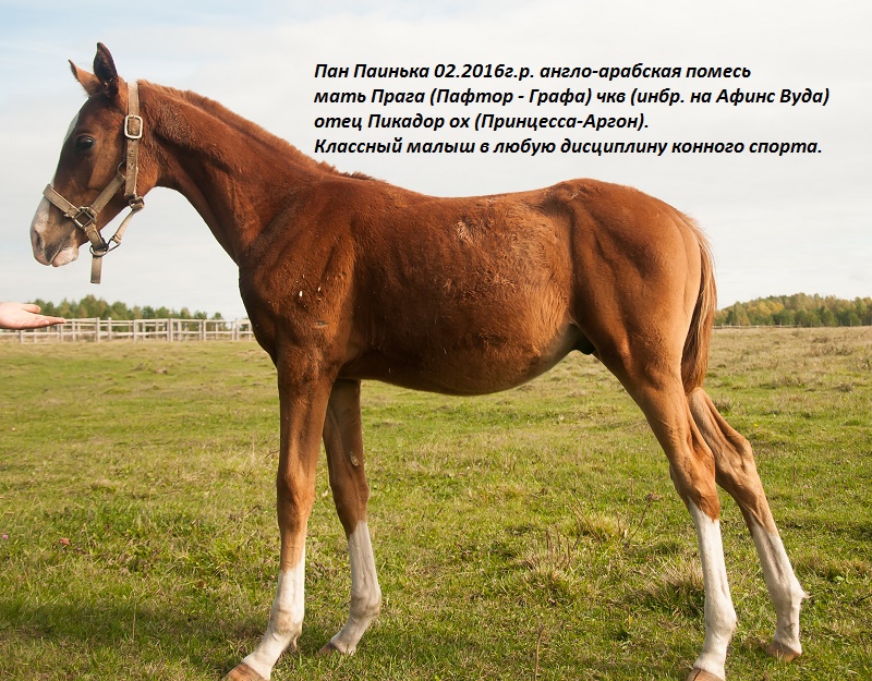 Пан Паинька.jpg