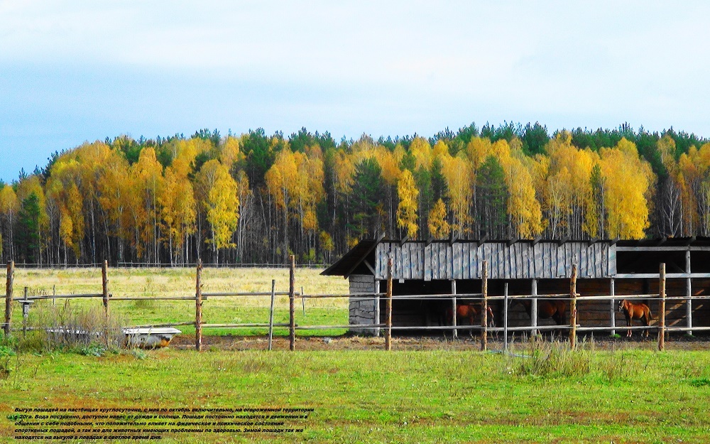 пастбище - копия.JPG