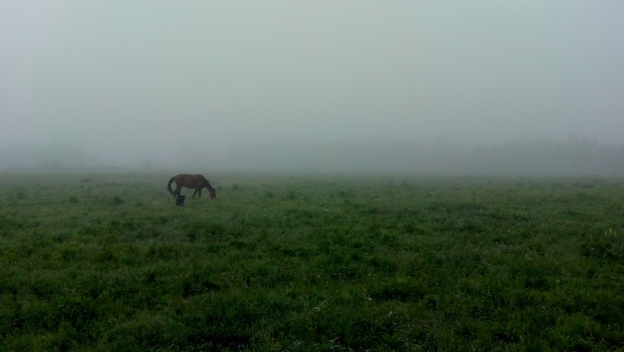 пастбище туман.jpg