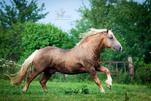 Патрик от Кагора (фото Алексии Хрущевой).jpg