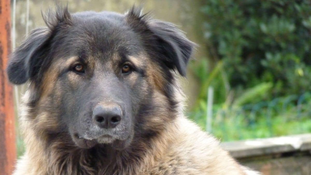 perro-de-montana-de-estrela7.jpg