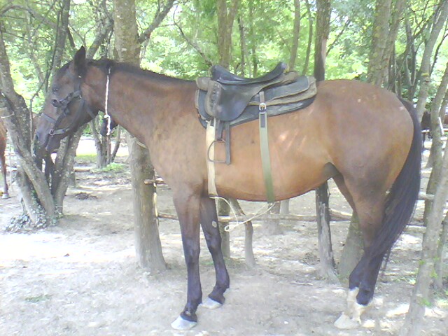 picture_00264.jpg