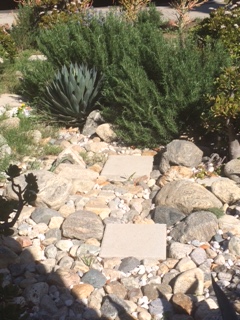 plant.JPG