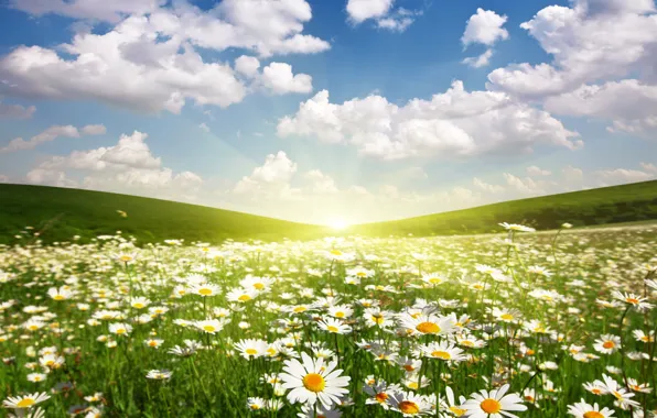 pole-romashki-solnce-rassvet.webp
