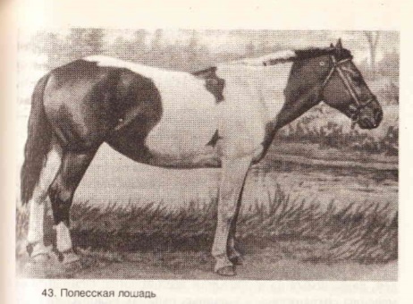 полеска3.jpg