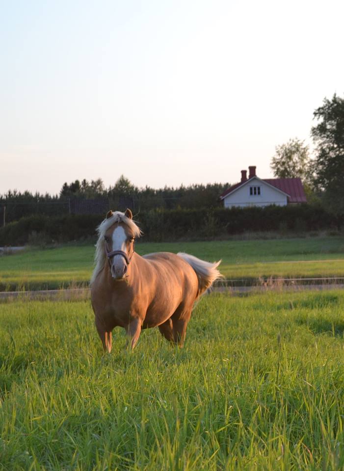 Pony-Daisy.jpg