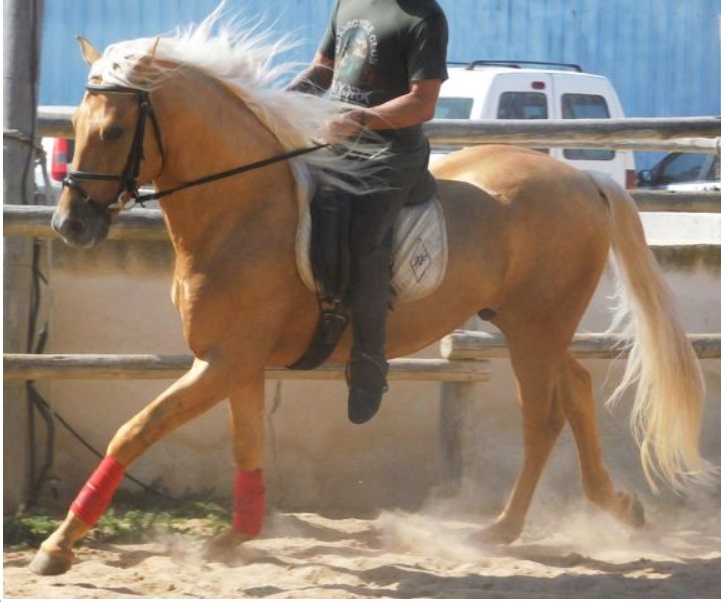 POTRO ENERO 2016, PALOMINO PRE 3.jpg