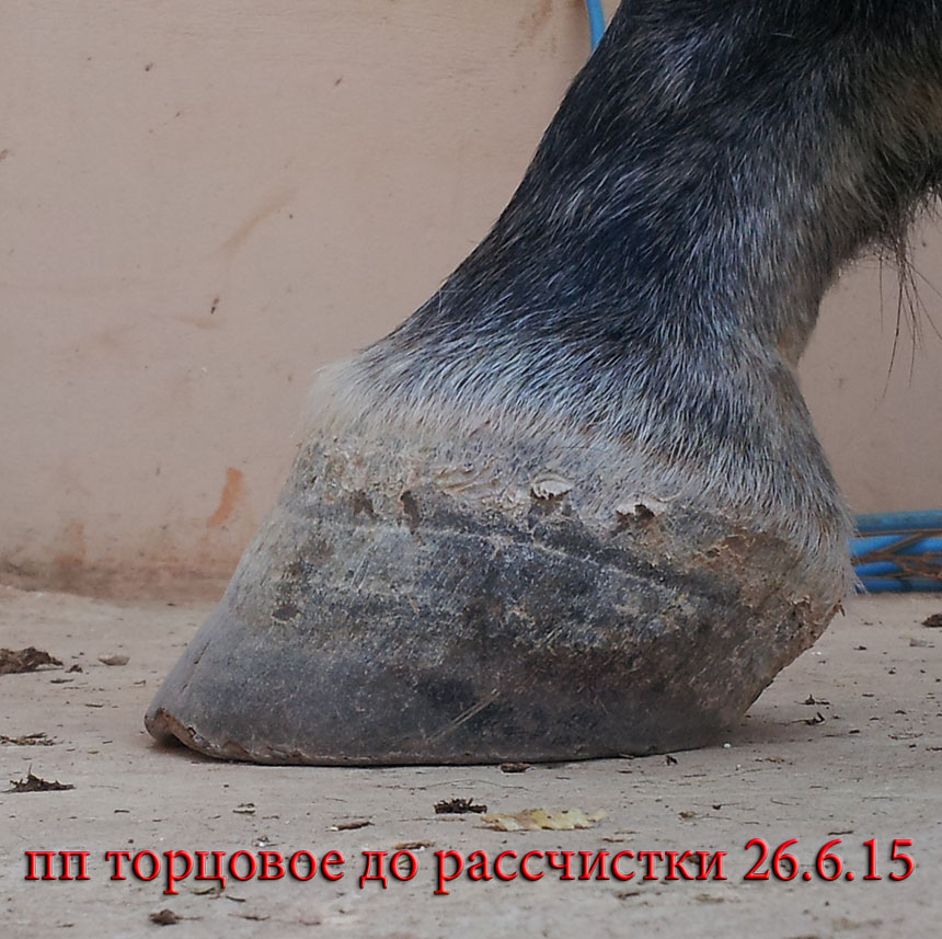 пп3 до 6.15.jpg