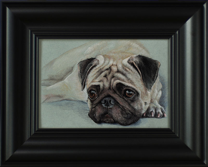 pug_2_1.jpg