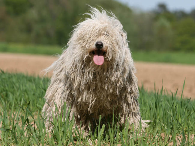 puli.jpg