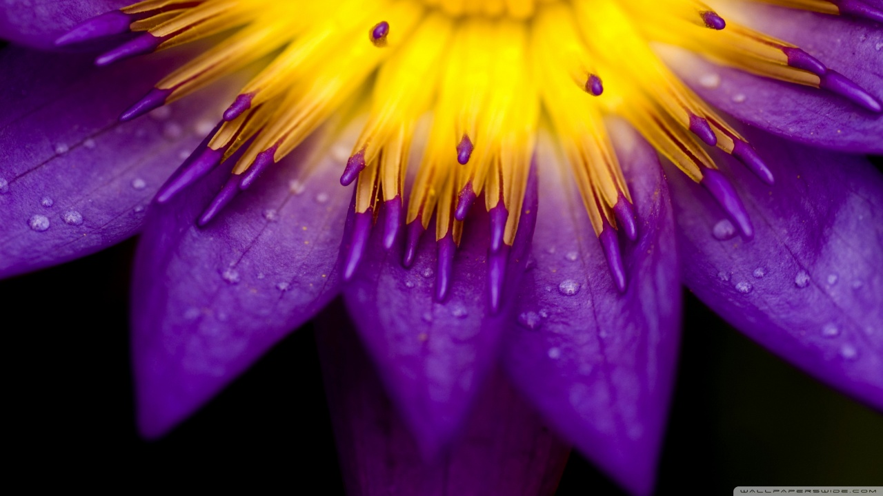 purple_and_yellow_petals-wallpaper-1280x720.jpg