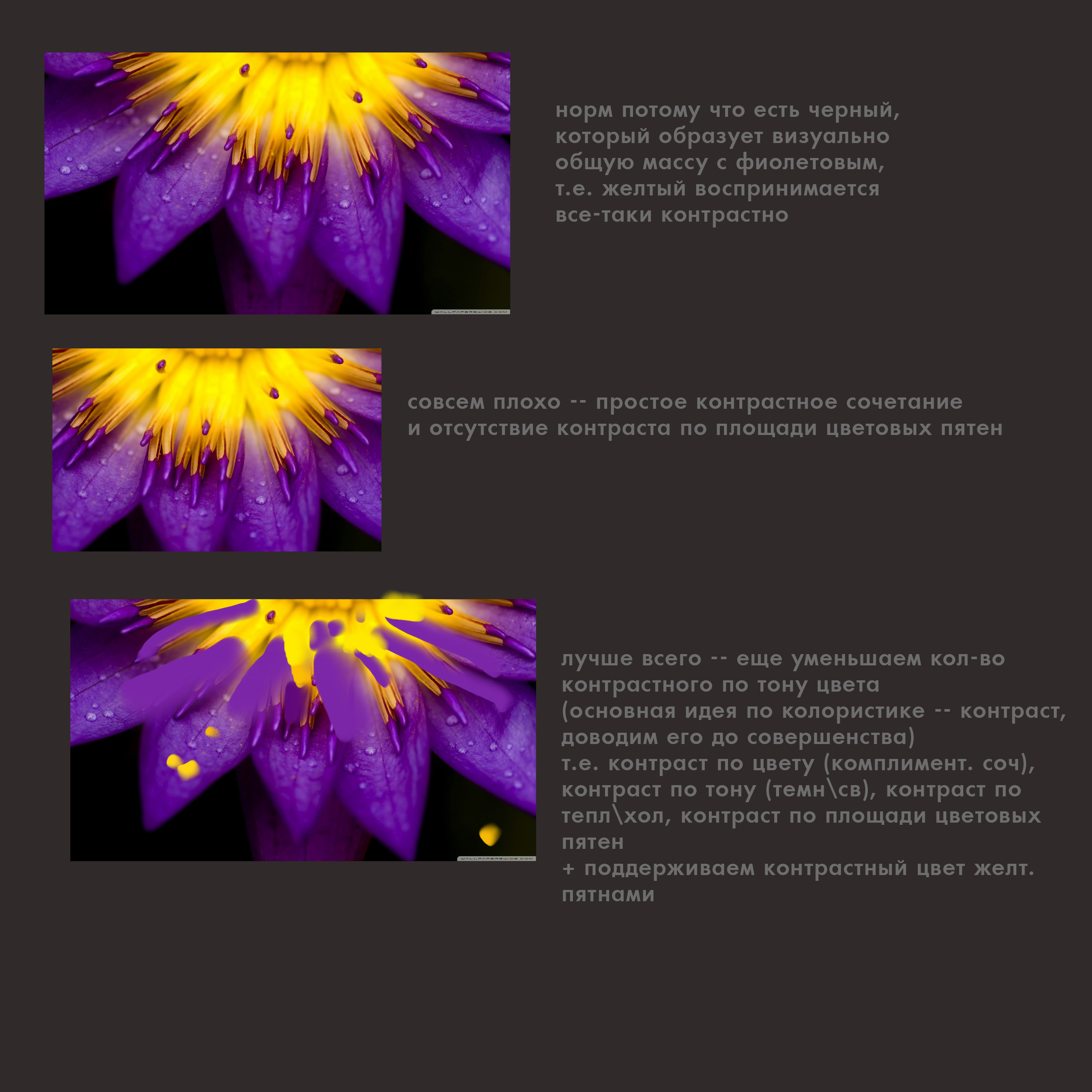 purple_and_yellow_petals-wallpaper-1280x720.jpg