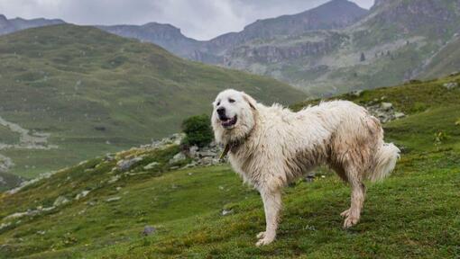 Pyrenean Mountain Dog1.jpg