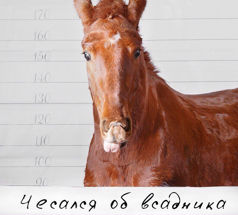 1 it is a horse