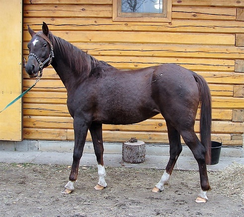 р 106.jpg