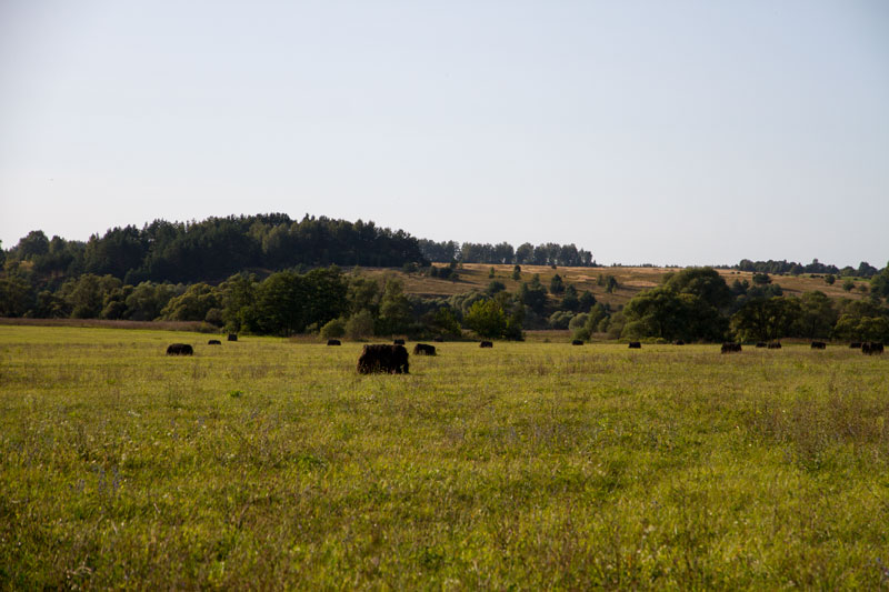 R_4203.jpg